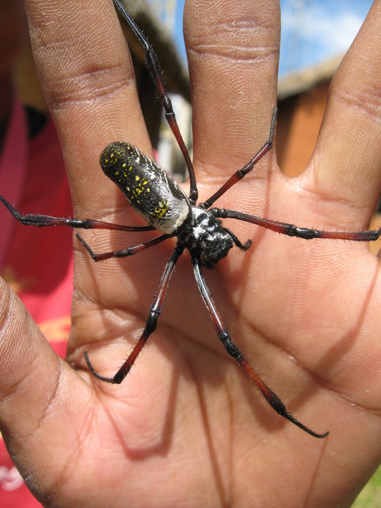 Nephila inaurata Nephila inaurata madagascariensis Spider Antananarivo Ma Flickr