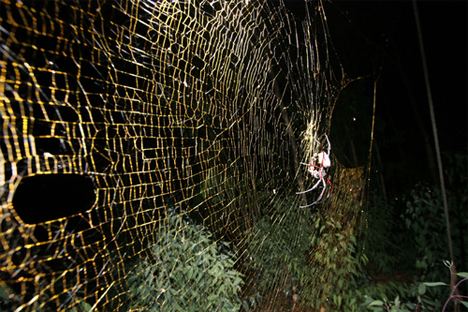 Nephila komaci Size Matters Largest Web Spinning Spider Found WebEcoist