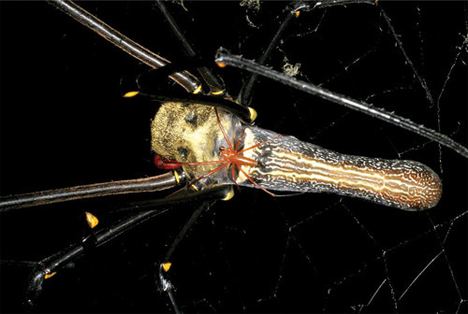 Nephila komaci Size Matters Largest Web Spinning Spider Found WebEcoist