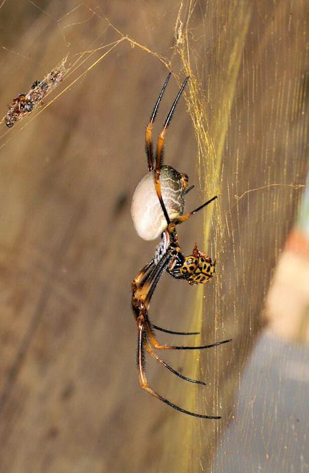Nephila plumipes Nephilidae or Golden orb web spiders