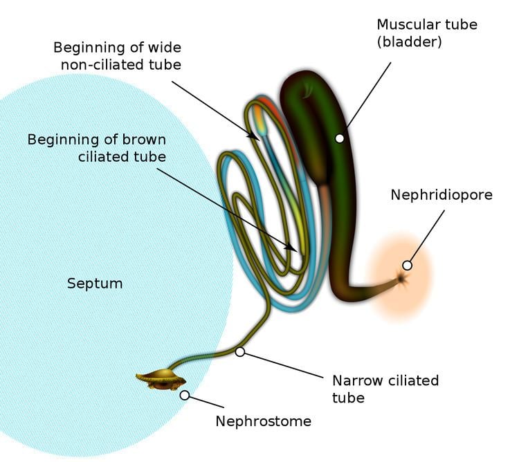 Nephridium