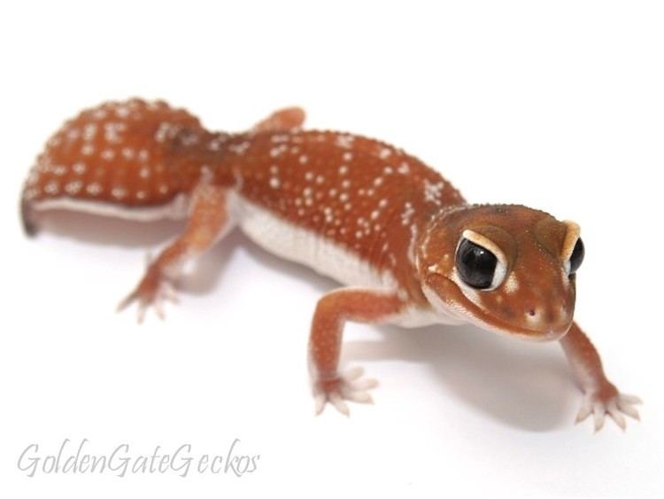 Nephrurus Golden Gate Geckos Gallery
