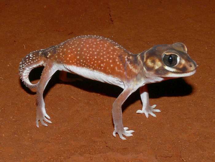 Nephrurus levis CalPhotos Nephrurus levis Smooth Knobtailed Gecko