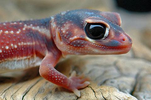Nephrurus levis Welcome to Reptilweltde Geckos and more strophurus nephrurus