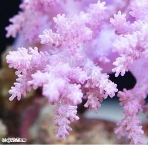 Nephthea True pink Nephthea is Japan39s best kept secret Coral Coral Videos