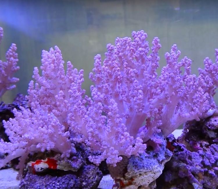 Nephthea True pink Nephthea is Japan39s best kept secret Coral Coral Videos