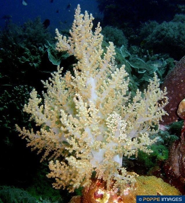 Nephthea Soft corals NEPHTHEIDAE Nephthea species Marine Iconography of
