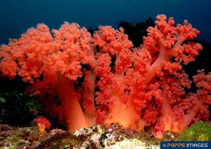 Nephtheidae Soft corals NEPHTHEIDAE Umbellulifera species Marine