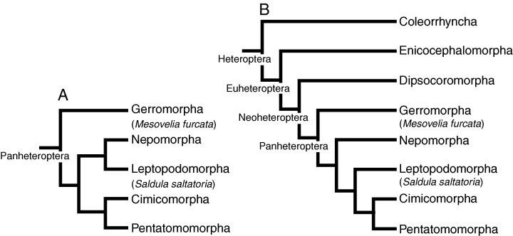 Nepomorpha Phylogeny of the true water bugs Nepomorpha HemipteraHeteroptera
