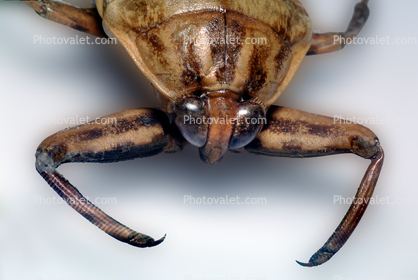 Nepomorpha Giant Water Bug Benacus deyrolli Nepomorpha Belostomatidae Images