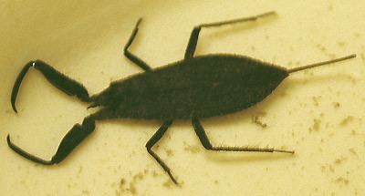 Nepomorpha Nepa apiculata