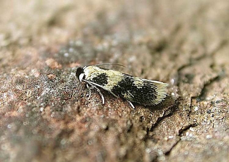 Nepticulidae Charlie39s moths of Calderdale NEPTICULIDAE 20 50