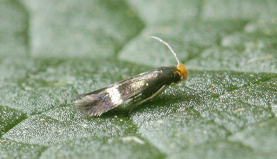 Nepticulidae Nepticulidae Stigmella aurella