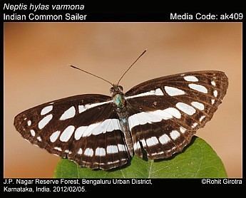 Neptis hylas Neptis hylas Common Sailer Butterflies of India