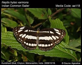 Neptis hylas Neptis hylas Common Sailer Butterflies of India