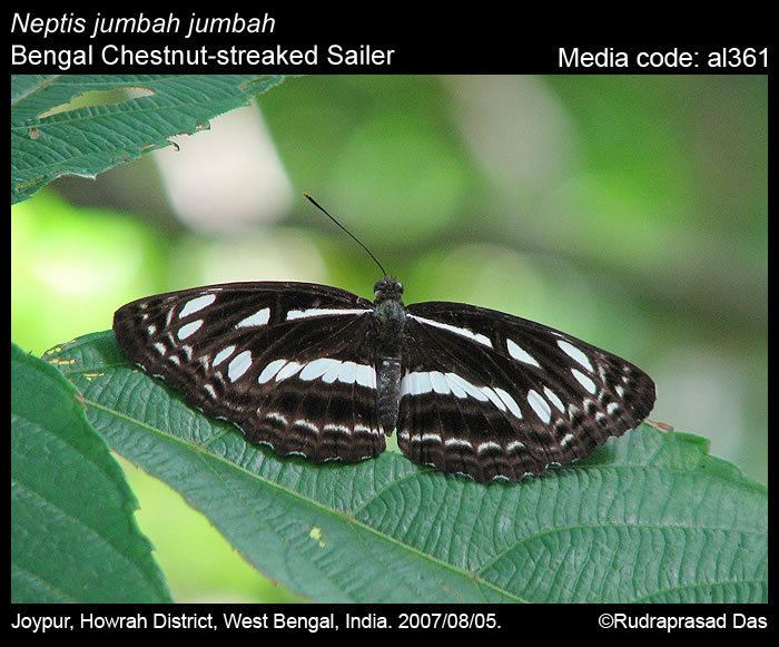 Neptis jumbah Neptis jumbah Chestnutstreaked Sailer Butterflies of India