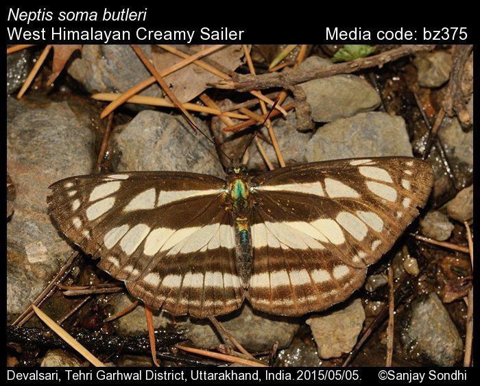 Neptis soma Neptis soma Creamy Sailer Butterflies of India