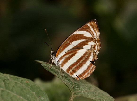 Neptis soma Butterflies of the Indian subcontinent Neptis soma
