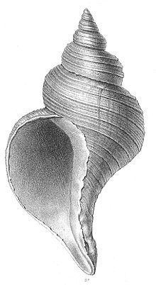 Neptunea angulata httpsuploadwikimediaorgwikipediacommonsthu