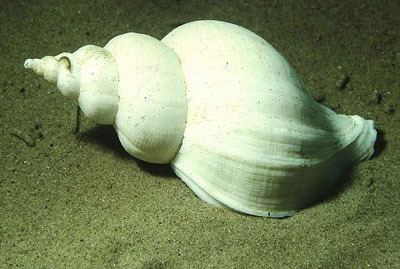 Neptunea antiqua Neptunea antiqua Red whelk Murex antiquus