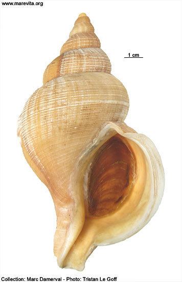 Neptunea antiqua Faune algue Mollusca Neptunea antiqua Linne 1758 Murex Atlantique