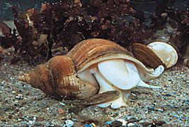 Neptunea antiqua Artenliste der Mollusken der Ostsee