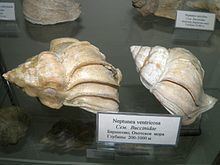 Neptunea ventricosa httpsuploadwikimediaorgwikipediacommonsthu