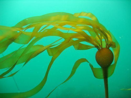 Nereocystis Seaweeds of Alaska