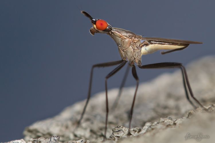 A photo of banana stalk flies with stilt-legged and orange eyes from the family Neriidae.