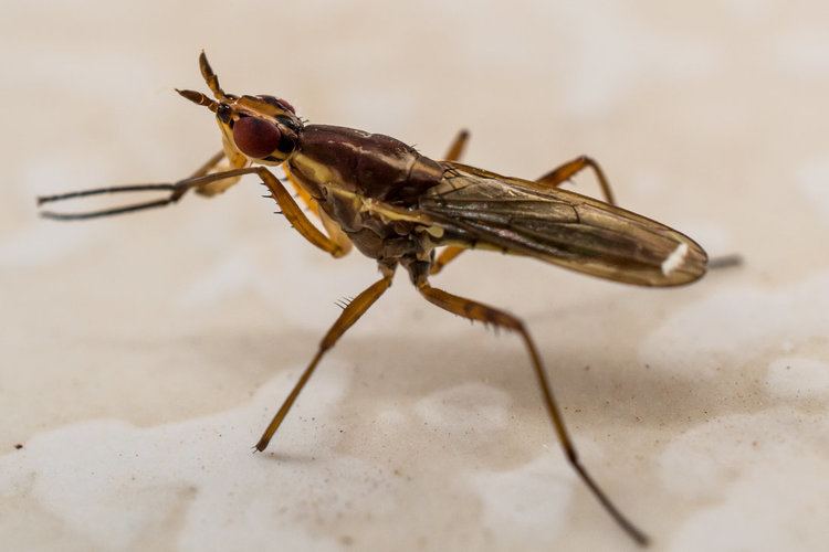 A kind of fly that is color brown from the family Neriidae.