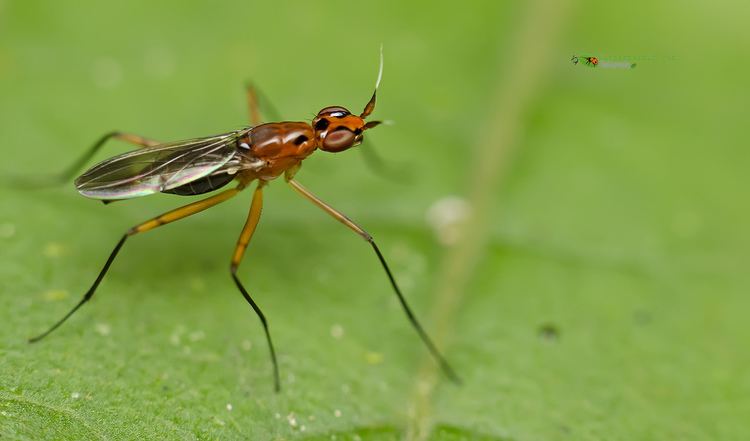 A Neriid flies on top of a green leaf.