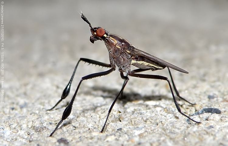 A photo of banana stalk flies with long-legged and orange eyes from the family Neriidae.