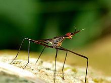 A photo of banana stalk flies with stilt-legged from the family Neriidae.