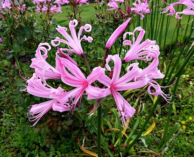 Nerine bowdenii Nerine bowdenii Plantinfo EVERYTHING and ANYTHING about plants in SA