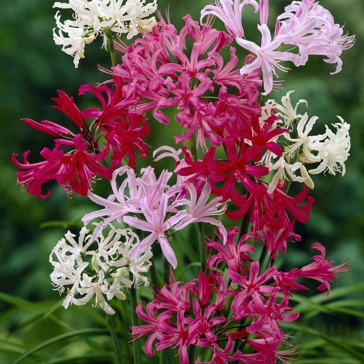 Nerine 1000 images about Nerines on Pinterest Blush Guernsey and Dutch