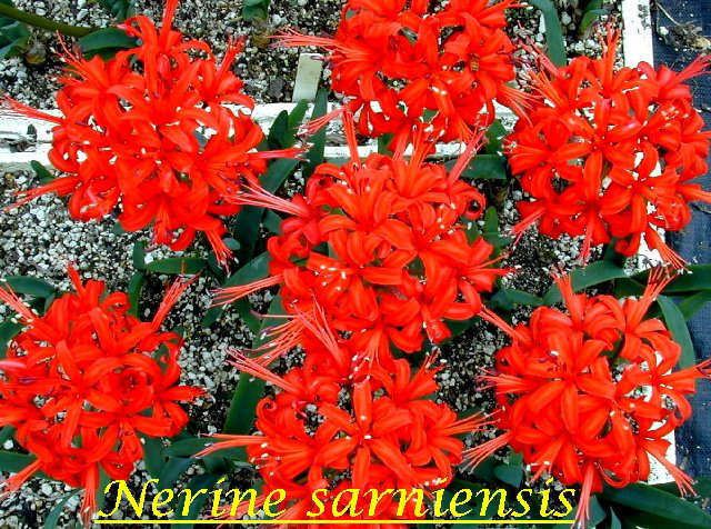 Nerine sarniensis Pacific Bulb Society Nerine Species Three