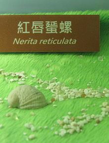 Nerita signata httpsuploadwikimediaorgwikipediacommonsthu