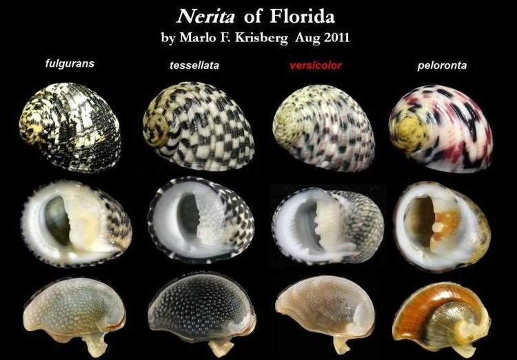 Nerita versicolor Nerita versicolor Gmelin 1791 Let39s Talk Seashells
