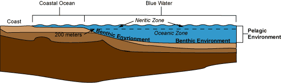 neritic zone diagram