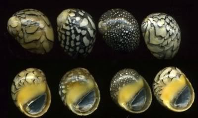 Neritina virginea Vitta virginea Linnaeus 1758 Let39s Talk Seashells