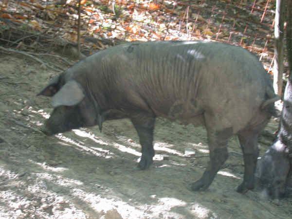 Nero di Parma Italian breeds of swine Nero di Parma or Nera Parmigiana