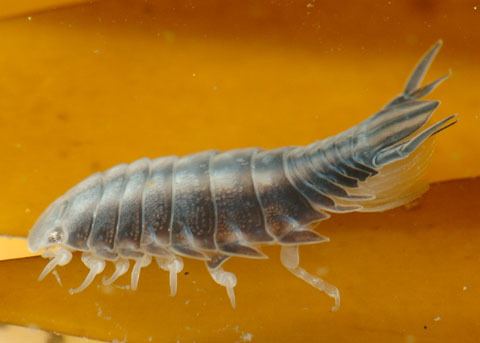 Nerocila Parasitic Isopod Nerocila acuminata