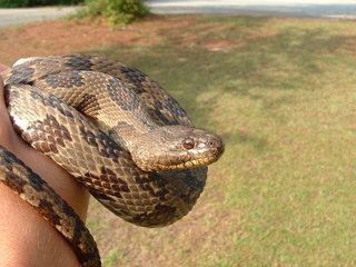 Nerodia Nerodia taxispilota Brown Water Snake Discover Life