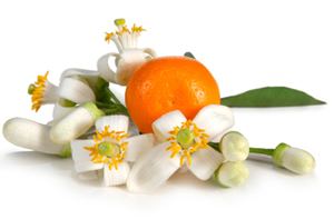 Neroli Neroli Oil Orange Blossom Benefits