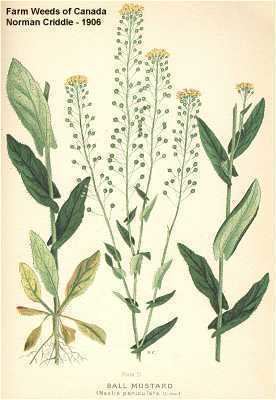 Neslia paniculata Online Virtual Flora of Wisconsin Neslia paniculata