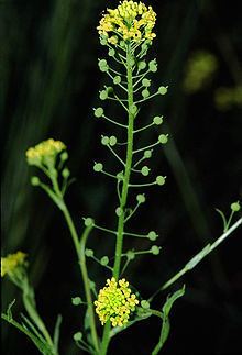 Neslia paniculata httpsuploadwikimediaorgwikipediacommonsthu