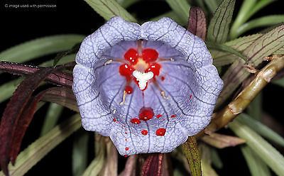 Nesocodon Nesocodon mauritianus HOLY GRAIL PLANT red nectar subtropical