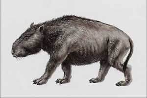 Nesodon 684011 Nesodon Mammal Miocene A4 Photo Print eBay
