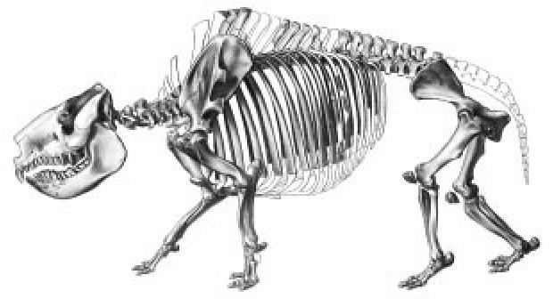 Nesodon FIG 8 Restoration of the skeleton of Nesodon imbricatus from
