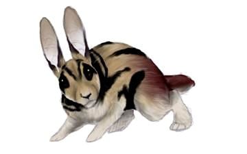 Nesolagus Annamite Striped Rabbit Nesolagus timminsi Heather E Ha Flickr